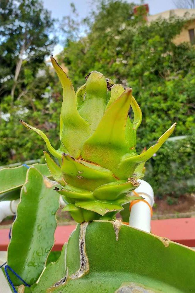 Green fruit